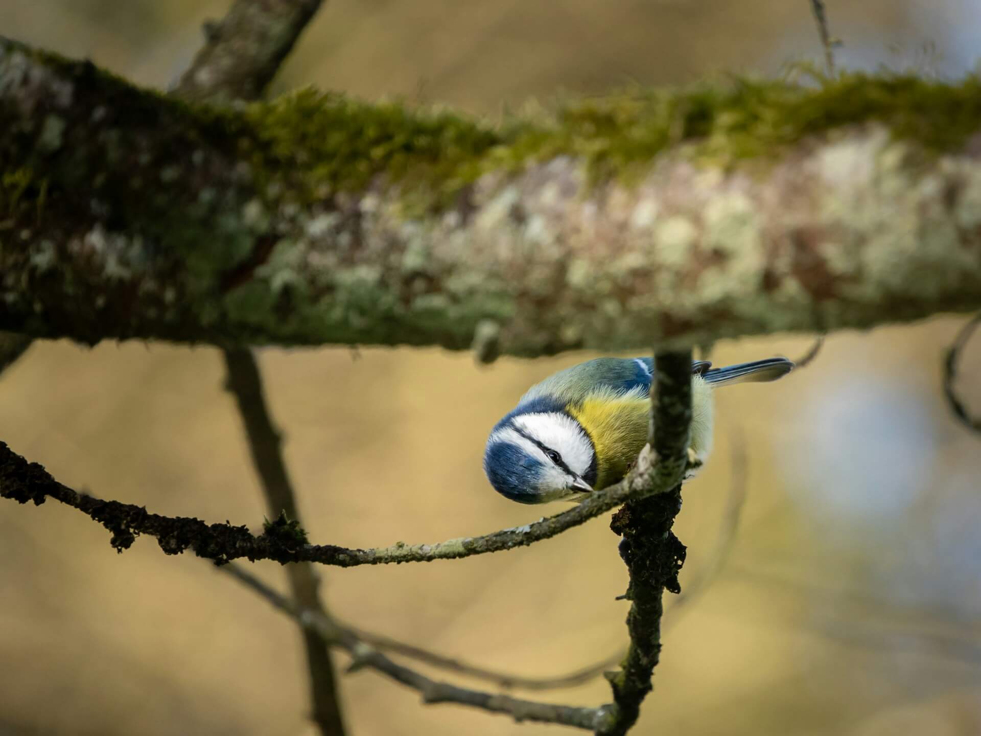 A guide to identifying common British garden birds including robins, blue tits, and sparrows