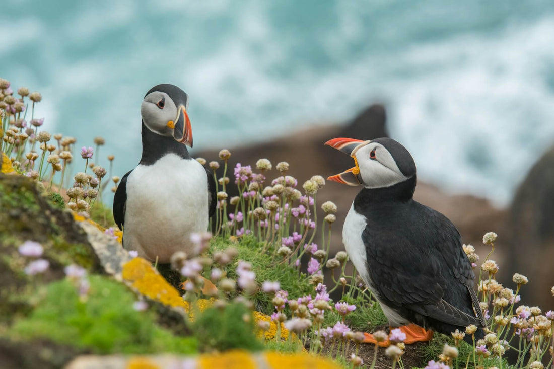 Britain's Most Iconic Wildlife: The Animals Behind Our Designs